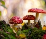 The unregulated sale of Amanita muscaria mushrooms needs a public health response