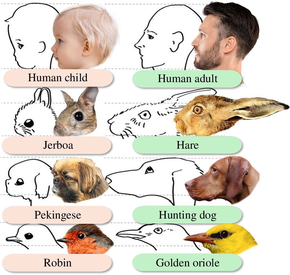 The original line drawing illustration of the baby schema, corresponding photographs added). The original illustration captures ‘the releasing schema for human parental care response. Left: head proportions perceived as ‘lovable’ (child, jerboa, Pekinese dog (sic) robin). Right: related heads that do not elicit the parental drive (man, hare, hound, golden oriole)