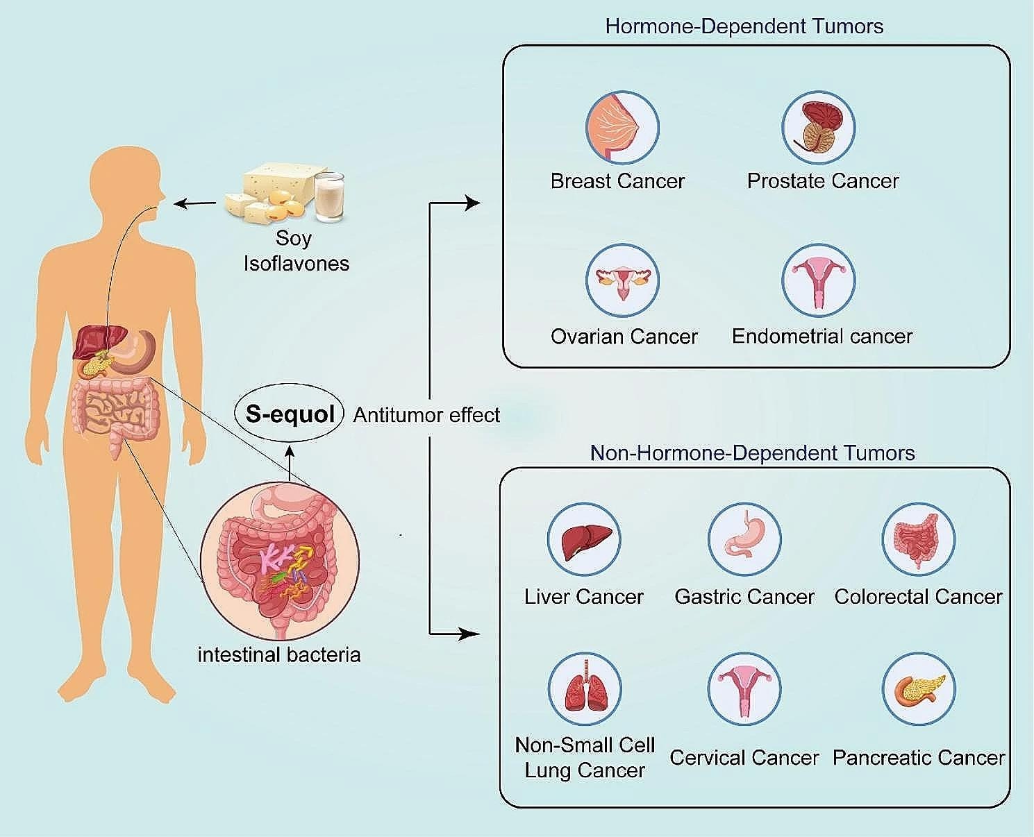 Conversion of dietary isoflavones to equol by human gut microbiota and its antitumor effects schematic illustration