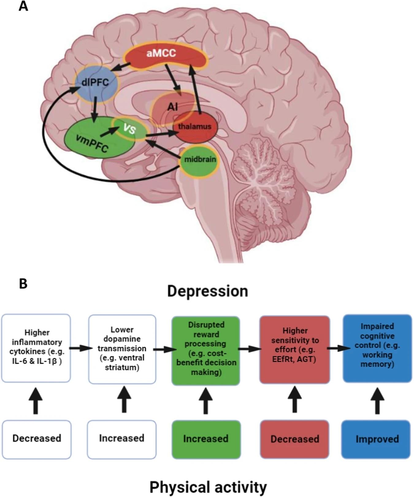 A Areas signalling reward (green), effort (red) and involved in cognitive control (blue), with areas involved in integrating reward and effort outlined in yellow. White text indicates known modulation by physical activity, especially aerobic exercise. Not all anatomical connections are depicted for reasons of clarity. Light shading (AI, VS, dlPFC) indicates that the region is situated more laterally than the slice depicted. B Cognitive processes corresponding to the neural changes illustrated in (A), and how different components implicated in effort-based decision making for reward are affected by exercise. aMCC anterior mid-cingulate cortex, dlPFC dorsolateral prefrontal cortex, vmPFC ventromedial prefrontal cortex, VS ventral striatum, AI anterior insula, IL-6 interleukin 6, IL-1β interleukin-1 beta, EEfRT effort-expenditure for rewards task, AGT apple gathering task.