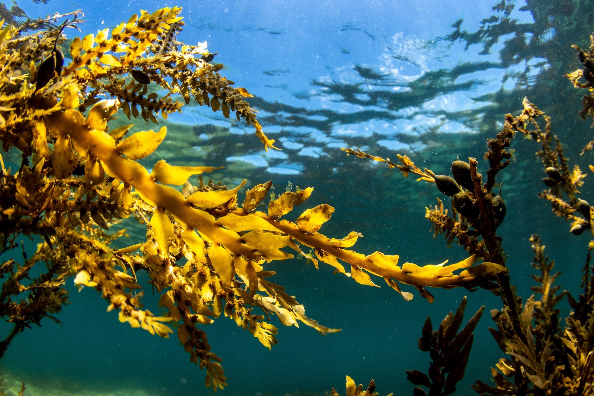 Study: Ecklonia cava Polyphenols Have a Preventive Effect on Parkinson’s Disease through the Activation of the Nrf2-ARE Pathway. Image Credit: C Levers / Shutterstock.com