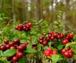 Fermented lingonberry juice shown to reduce inflammation and support gut health in IBD