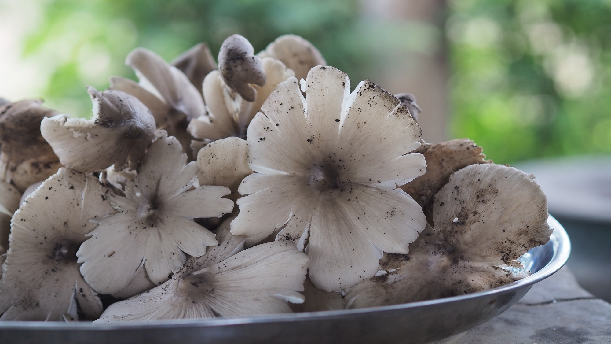 Study: Effects of a Functional Cone Mushroom (Termitomyces fuliginosus) Protein Snack Bar on Cognitive Function in Middle Age: A Randomized Double-Blind Placebo-Controlled Trial. Image Credit: Ketmanee/Shutterstock.com