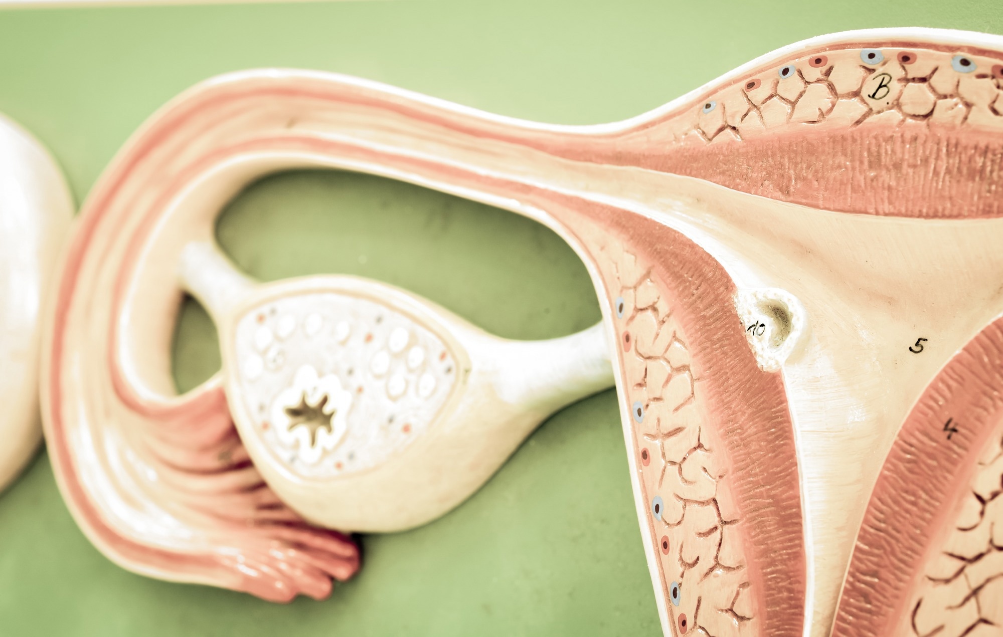Study: Molecular and genetic insights into human ovarian aging from single-nuclei multi-omics analyses. Image Credit: Tinydevil / Shutterstock
