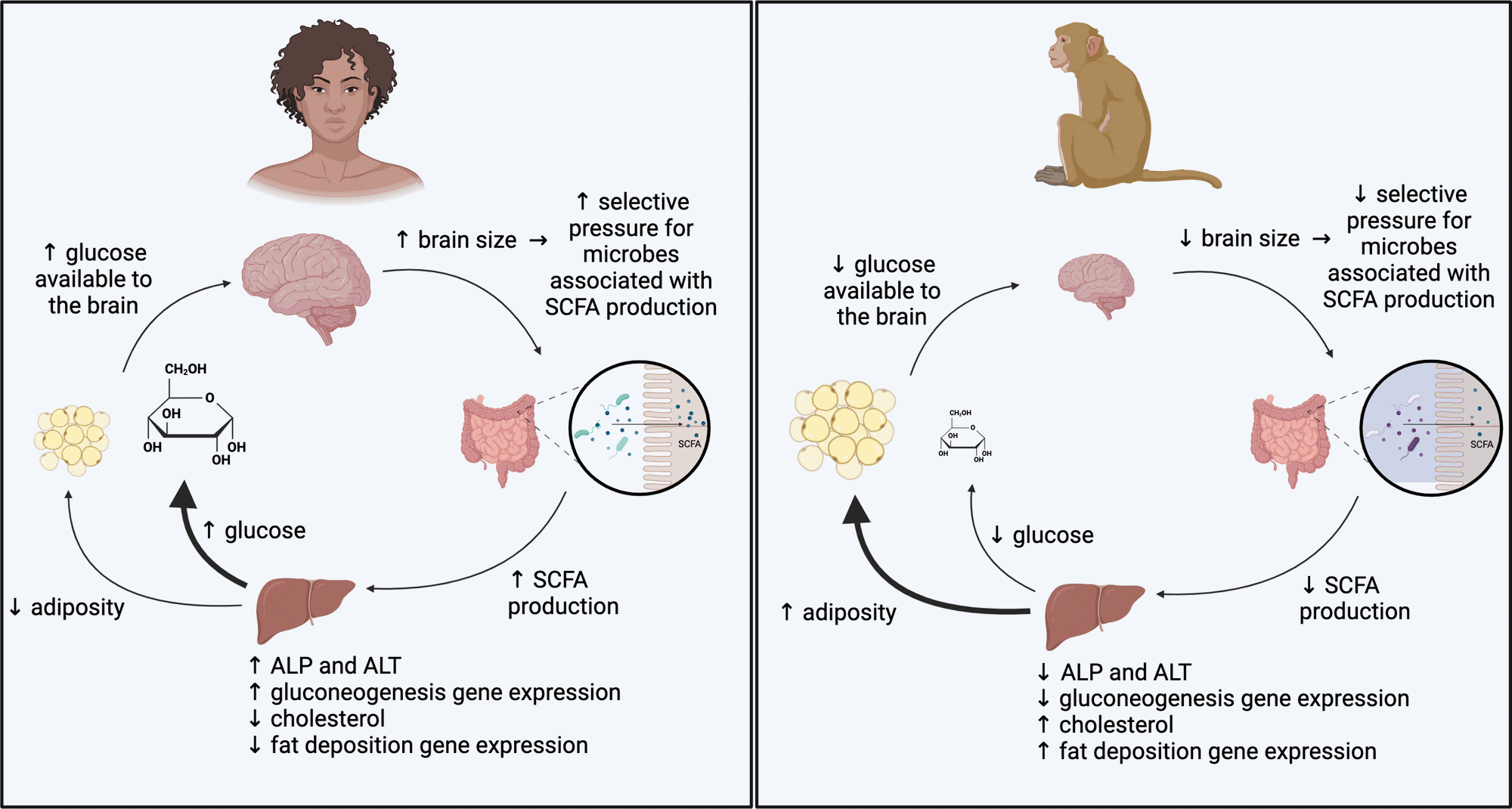 Putative model for microbial influences on the metabolism of high-EQ and low-EQ primates. Our findings indicate microbially mediated pathways through which the metabolism of high-EQ primates is biased towards energy production and the metabolism of low-EQ primates is biased towards energy storage.