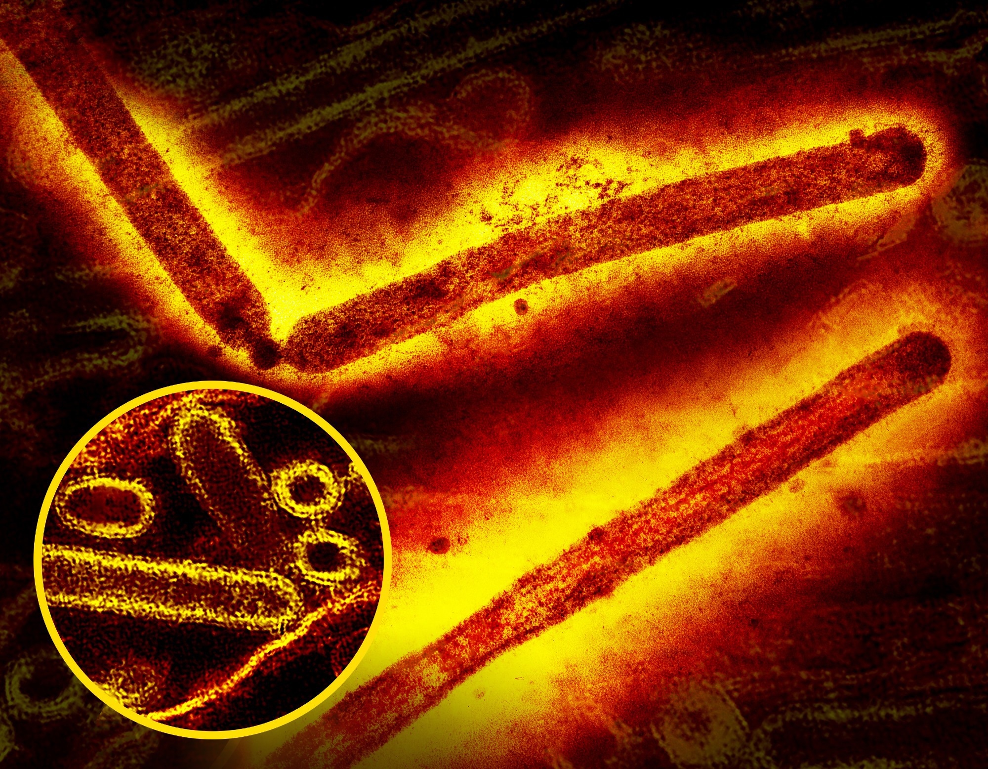 Influenza A (H5N1/bird flu) virus particles (round and rod-shaped; red and yellow). Creative composition and colorization/effects by NIAID; transmission electron micrograph imagery is courtesy CDC. Scale has been modified/not to scale. Credit: CDC and NIAID