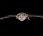 Scientists pinpoint regions and species fueling coronavirus evolution in bats