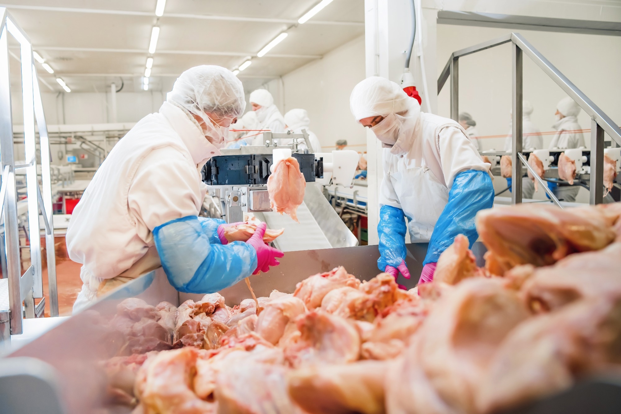 Study: Highly Pathogenic Avian Influenza A(H5N1) Virus Infections in Humans. Image Credit: Nataliia Maksymenko / Shutterstock