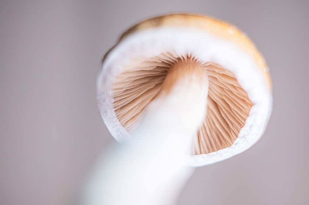 A close-up, low-angle photograph of a mushroom, showing the delicate gills underneath its cap. The mushroom has a smooth, light brown cap with a white edge, and its pale stem appears slightly blurred in the foreground. The background is soft and neutral, emphasizing the intricate details of the gills.