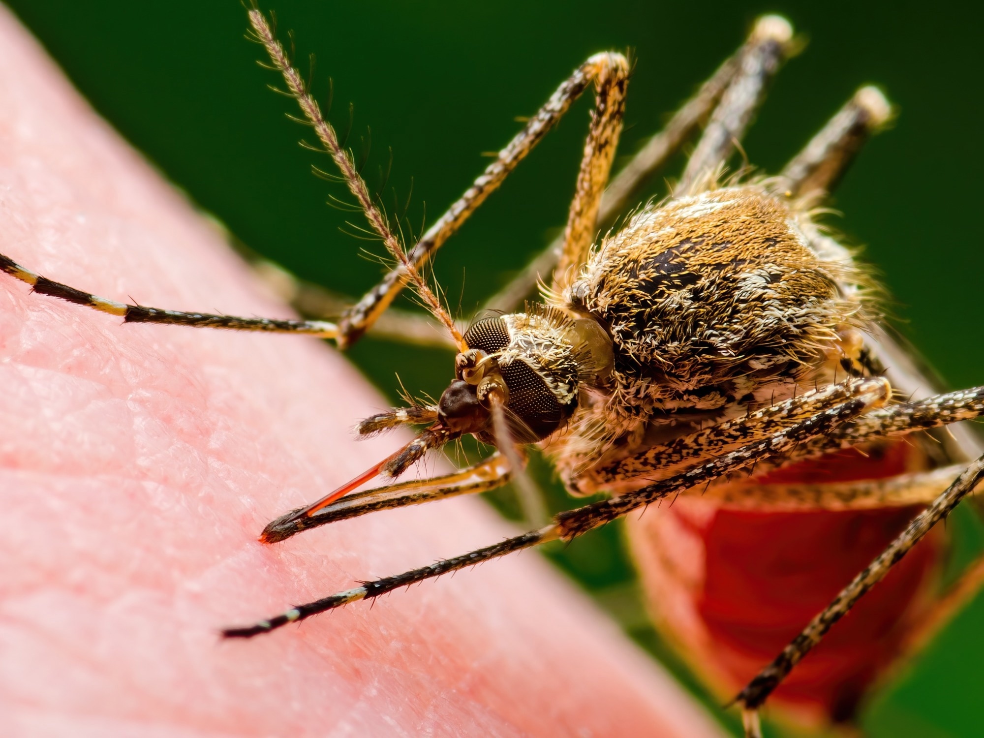 Research Letter: Lack of Competence of US Mosquito Species for Circulating Oropouche Virus. Image Credit: nechaevkon / Shutterstock