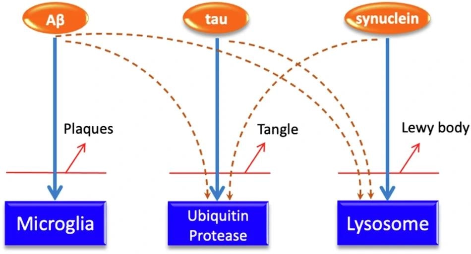Cartoon suggesting the possible relationships between the different disease pathologies: amyloid, cleared largely by the microglia: tau, clearly largely by the ubiquitin proteasome and synuclein, cleared mainy through the lysosome.