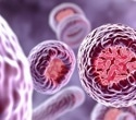 Targeted polymersomes boost methotrexate efficacy for aggressive choriocarcinoma treatment