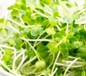 Broccoli sprouts may help prediabetes, but only with the right gut bacteria