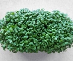 Microgreens outshine mature vegetables: Study finds higher antioxidants and bioactive compounds