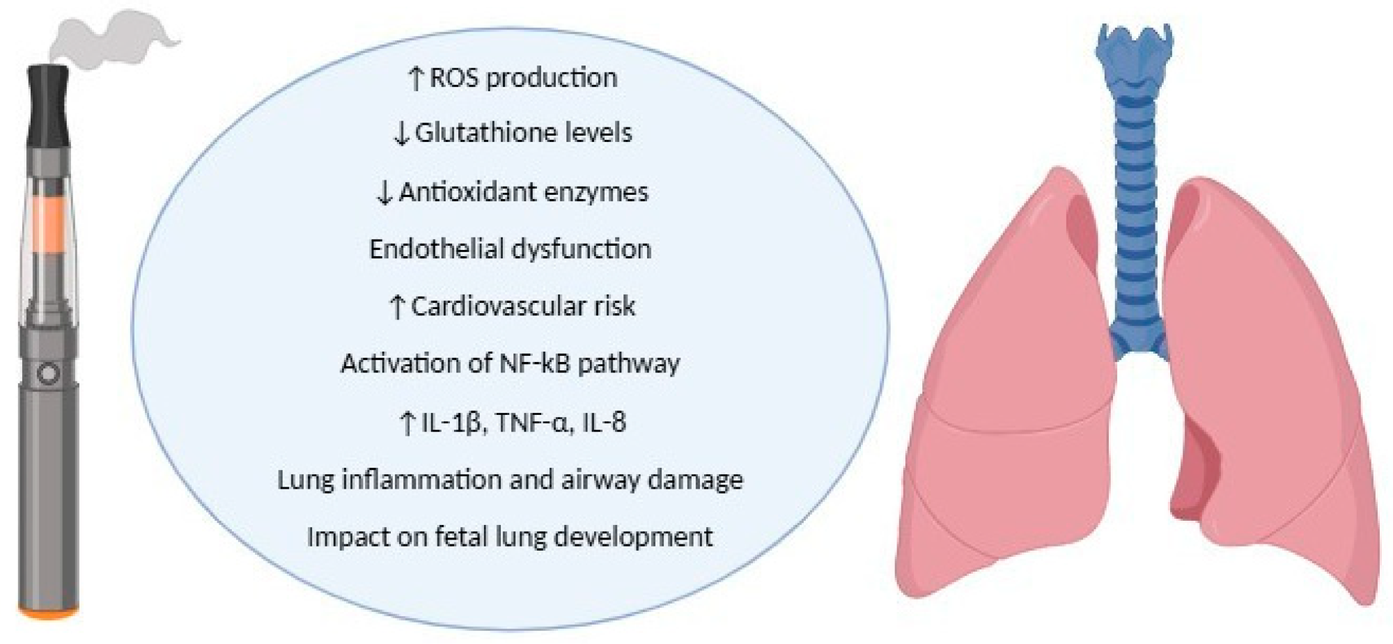 The role of e-cig-induced oxidative stress on the airways.