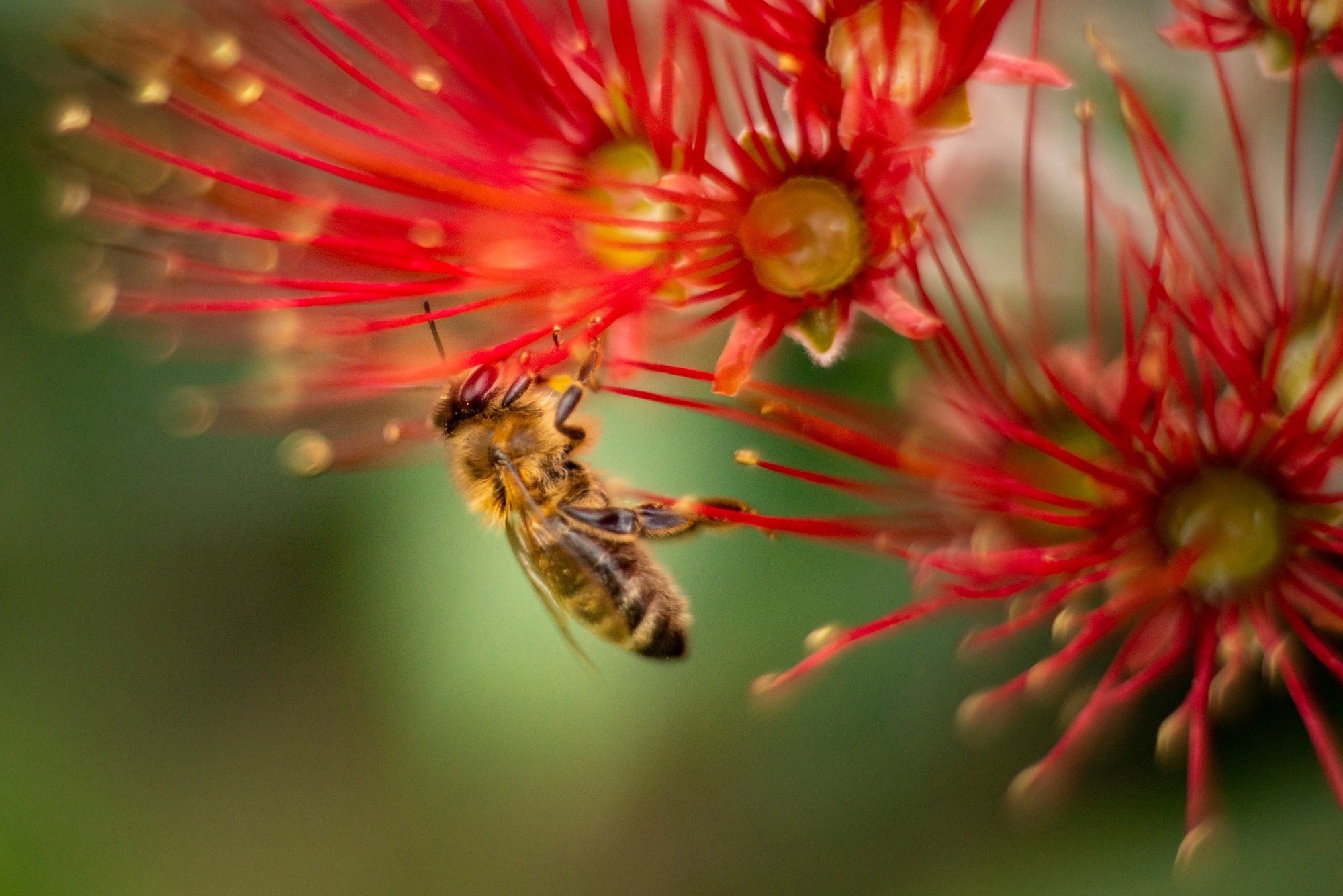Study: Antibacterial Properties, Arabinogalactan Proteins, and Bioactivities of New Zealand Honey. Image Credit: Janice Chen / Shutterstock
