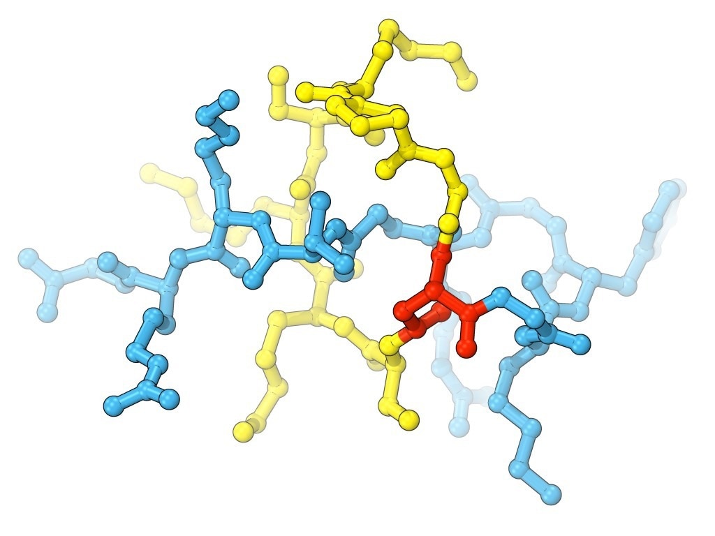 Lariocidin, a lasso-shaped peptide with promising antibiotic properties. (Graphic: Dmitrii Travin and Yury Polikanov). Research: A broad-spectrum lasso peptide antibiotic targeting the bacterial ribosome