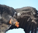 Vaccine trial shows promise for saving California condors from bird flu