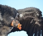 Vaccine trial shows promise for saving California condors from bird flu