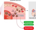 Red blood cells drive blood vessel damage in diabetes by exporting toxic vesicles