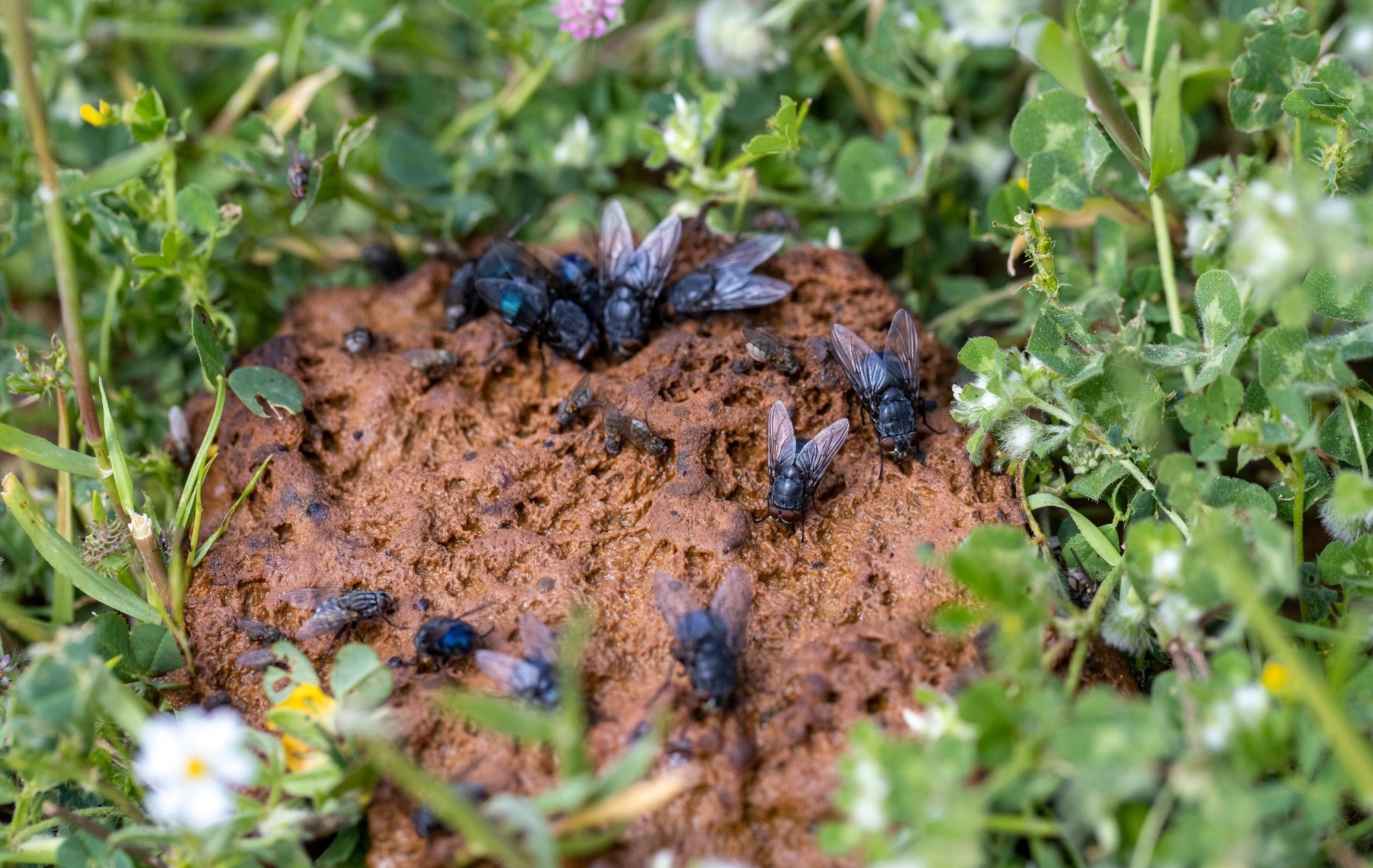 Study: Genomic evidence for flies as carriers of zoonotic pathogens on dairy farms. Image Credit: ibrahim kavus / Shutterstock