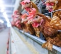 Scientists warn of rising threat as poultry disease shows signs of jumping to humans