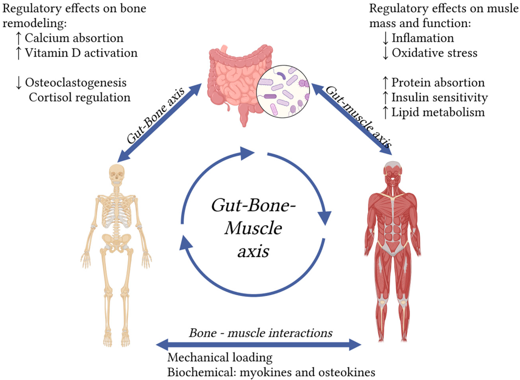 The gut–bone–muscle axis highlights the impact of gut microbiota on osteosarcopenia. Arrows indicate interactions. ↑ indicates an increase; ↓ indicates a decrease. (created in https://BioRender.com).