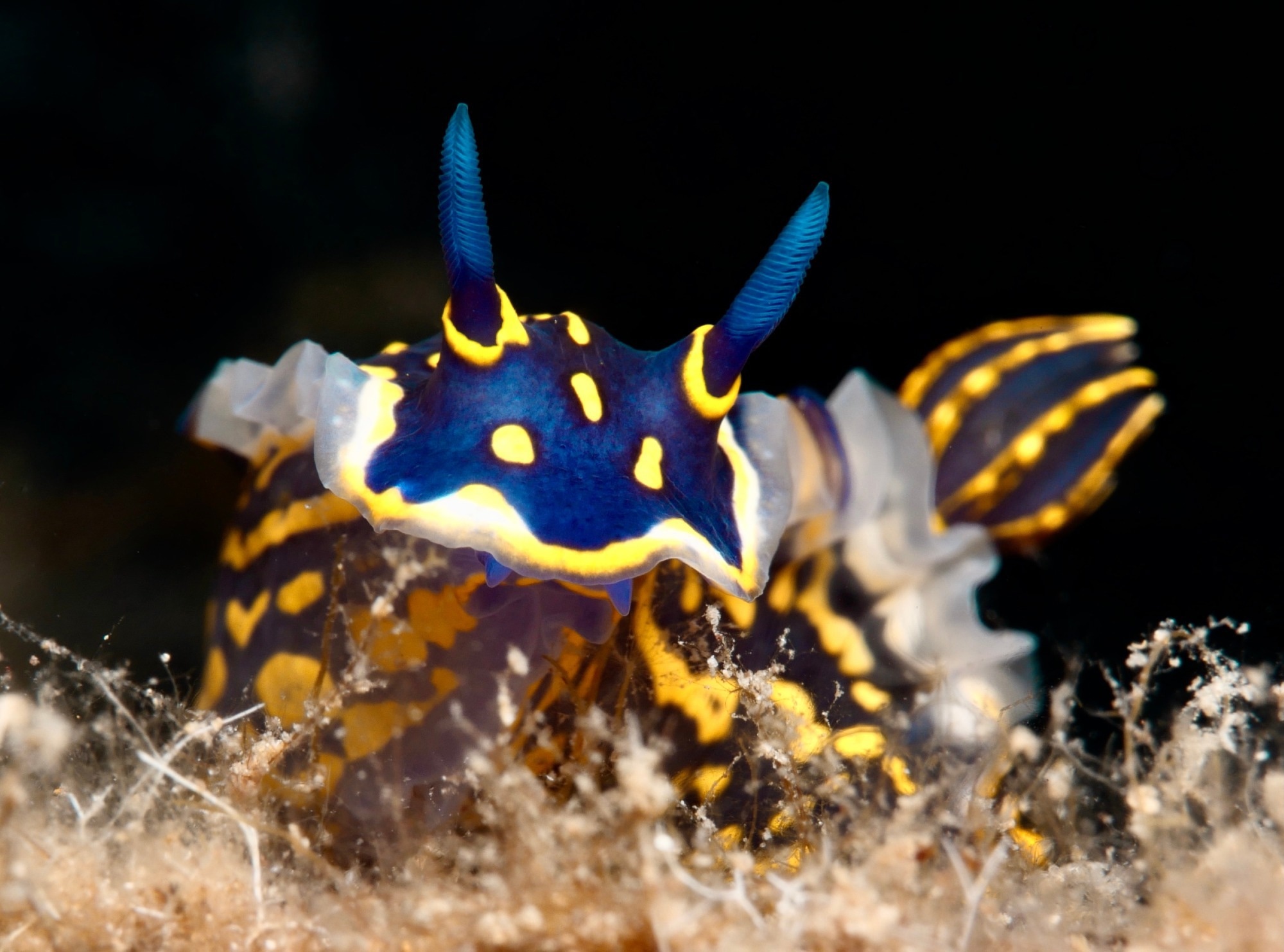 Review: Nudibranchs as Sources of Marine Natural Products with Antitumor Activity: A Comprehensive Review. Image Credit: Sakis Lazarides / Shutterstock