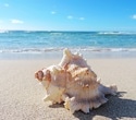 Conch shell blowing lowers apnea events during REM sleep