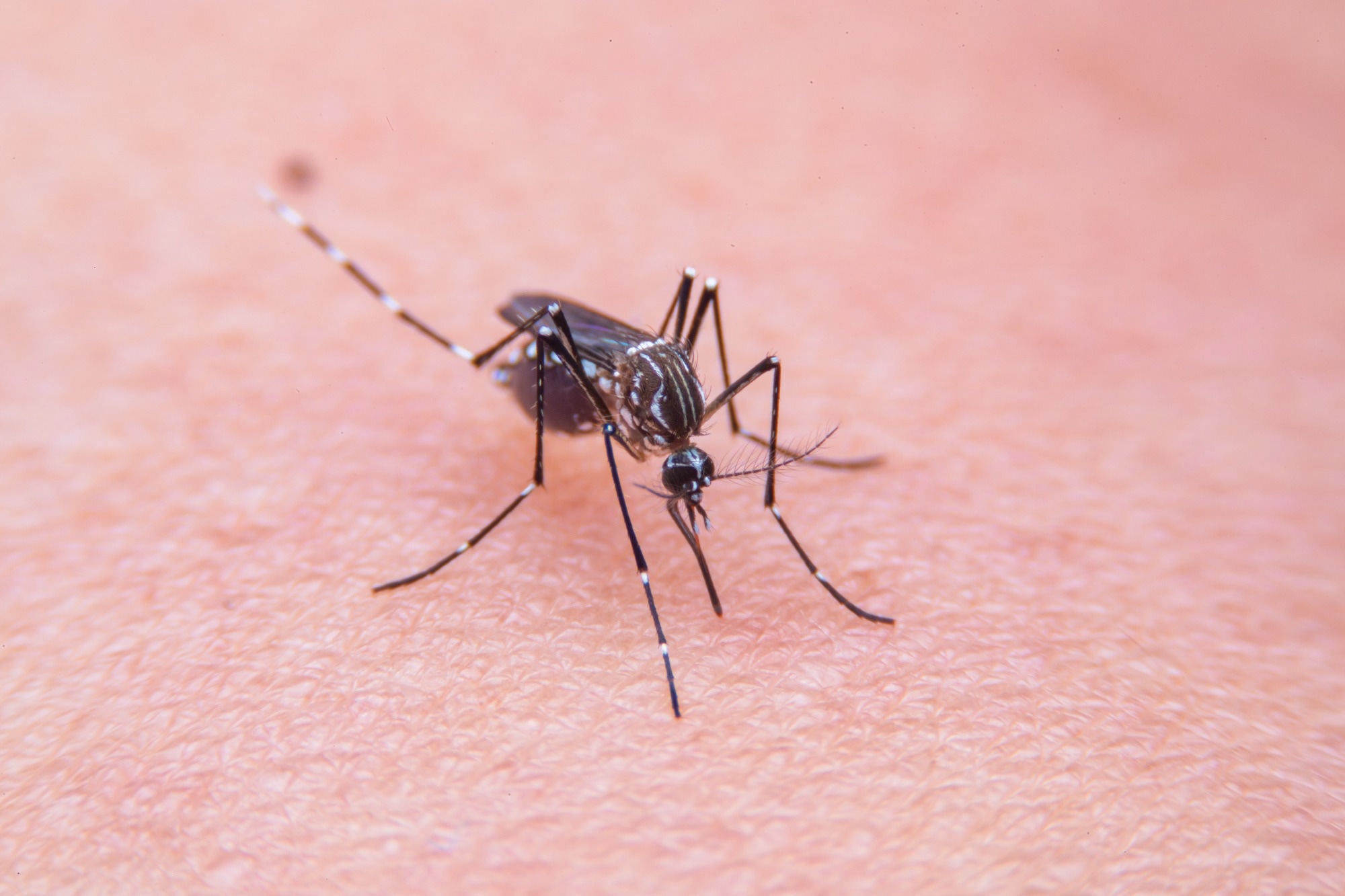 Close-up of Striped mosquitoes are eating blood on human skin.