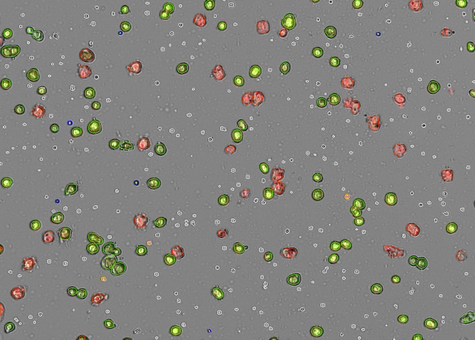 Hepatocytes result image from the CellDrop FLi Automated Cell Counter.