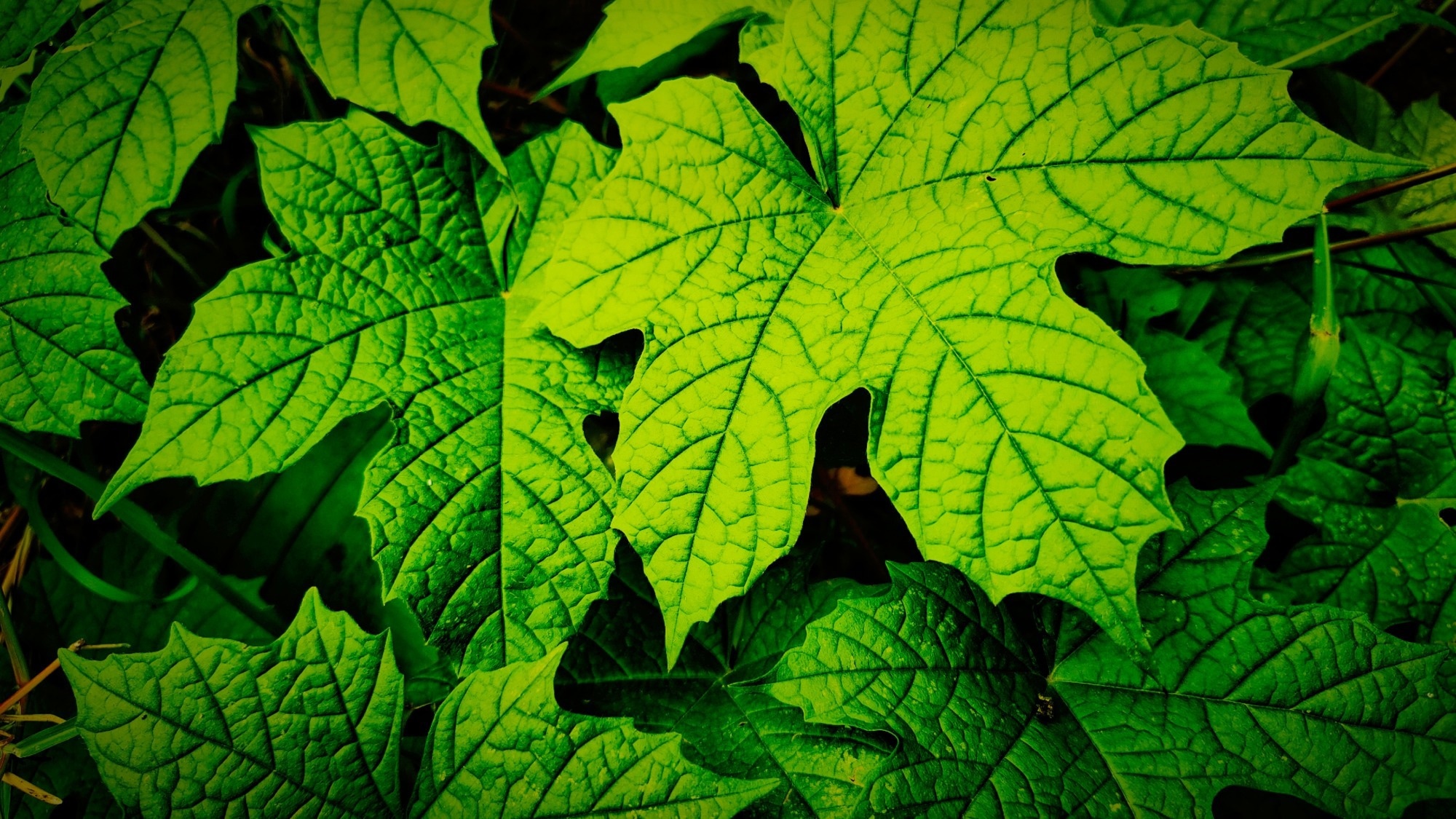 Review: Chaya Leaf: A Promising Approach for Diabetes Management. Image Credit: Sugeng Un / Shutterstock