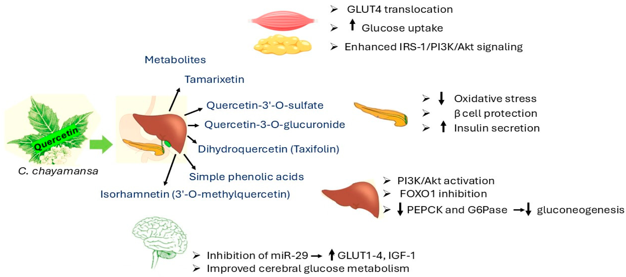Mechanism of action of quercetin. Akt = protein kinase B; FOXO1 = Forkhead box protein O1; G6Pase = glucose-6-phosphatase; GLUT1–4 = glucose transporter 1–4; GLUT 4 = glucose transporter type 4; IGF-1 = insulin-like growth factor-1; IRS-1 = insulin receptor substrate 1; miR-29 = microRNA-29; PEPCK = phosphoenolpyruvate carboxykinase; PI3K = phosphoinositide 3-kinase.