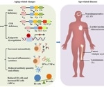 How shifting antibodies fuel aging and the new therapies aiming to slow it