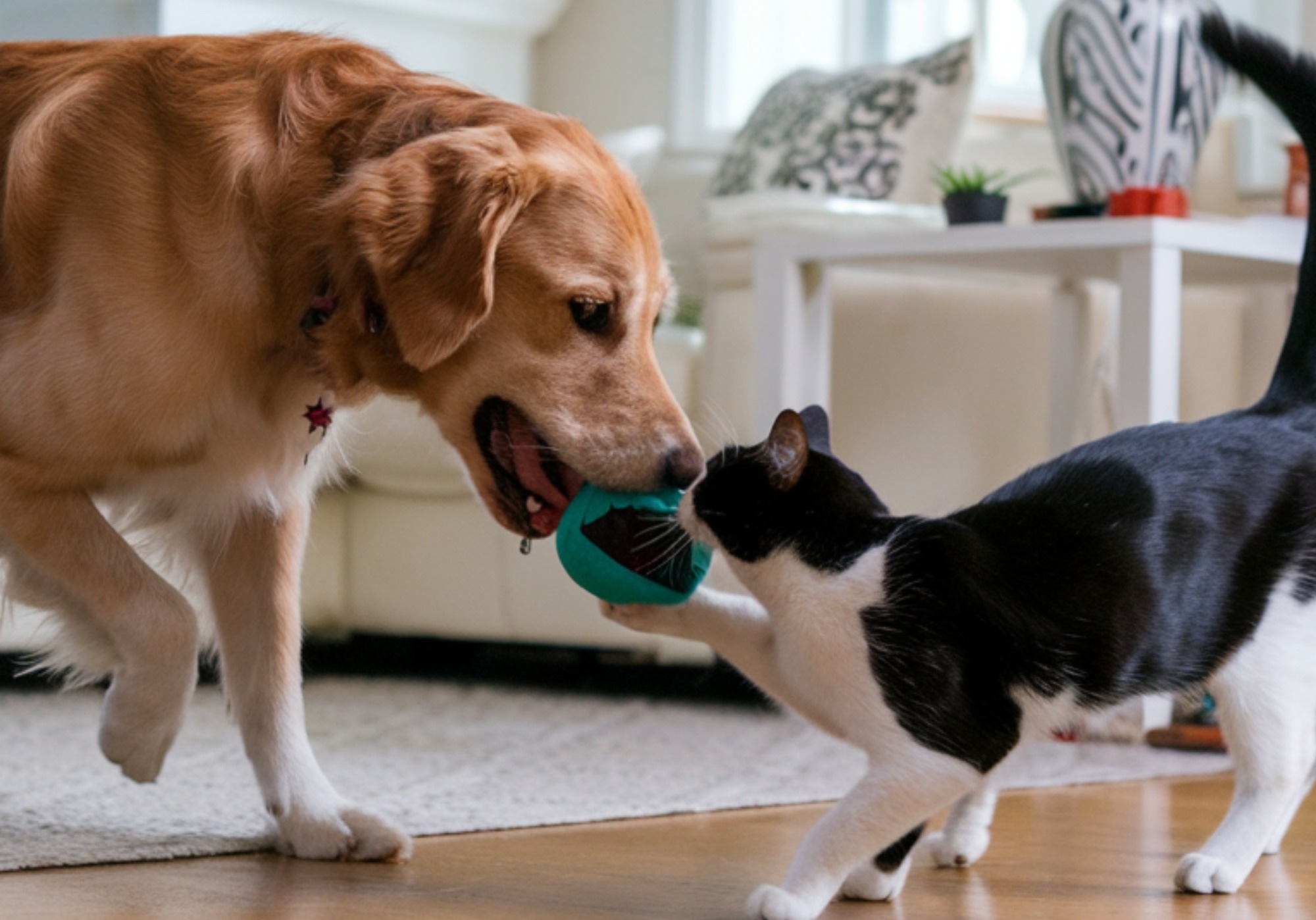 Study: The mediating role of loneliness in the relationship between pet ownership and human well-being. Image Credit: VisualMosaic / Shutterstock