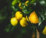 Research shows citrus and grape compounds may protect against type 2 diabetes