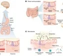 The gut is not just digestive and new evidence shows it actively controls brain function
