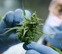 Medical cannabis evidence falls short for most conditions