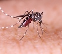 AI-based tool aims to improve mosquito identification for disease control