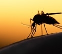 Using AI and citizen science for vector-borne disease surveillance