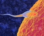 Researchers one step closer to unraveling complex processes crucial to sperm development