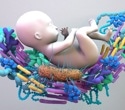 Gut bacteria compound during pregnancy protects offspring from fatty liver disease