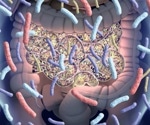 Genes influence the gut microbiome beyond the individual