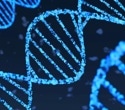 Researchers uncover how a key transcription factor reads DNA in human cells